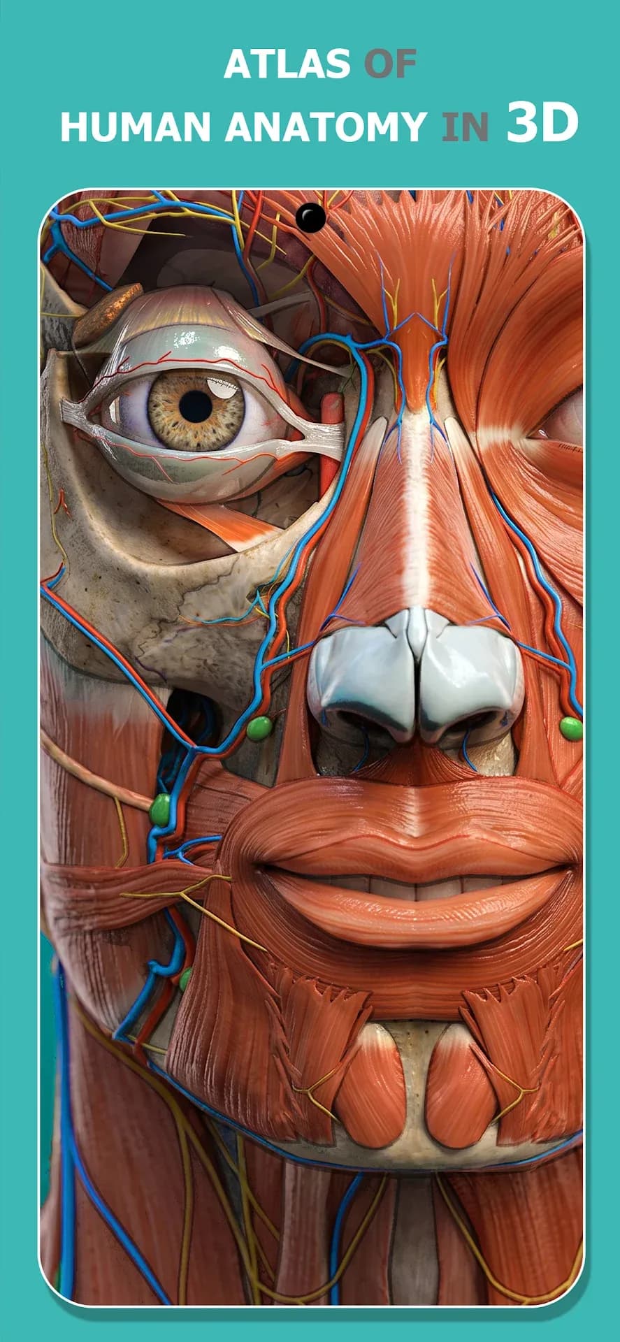 Anatomy Learning مهكر — لقطة شاشة 1