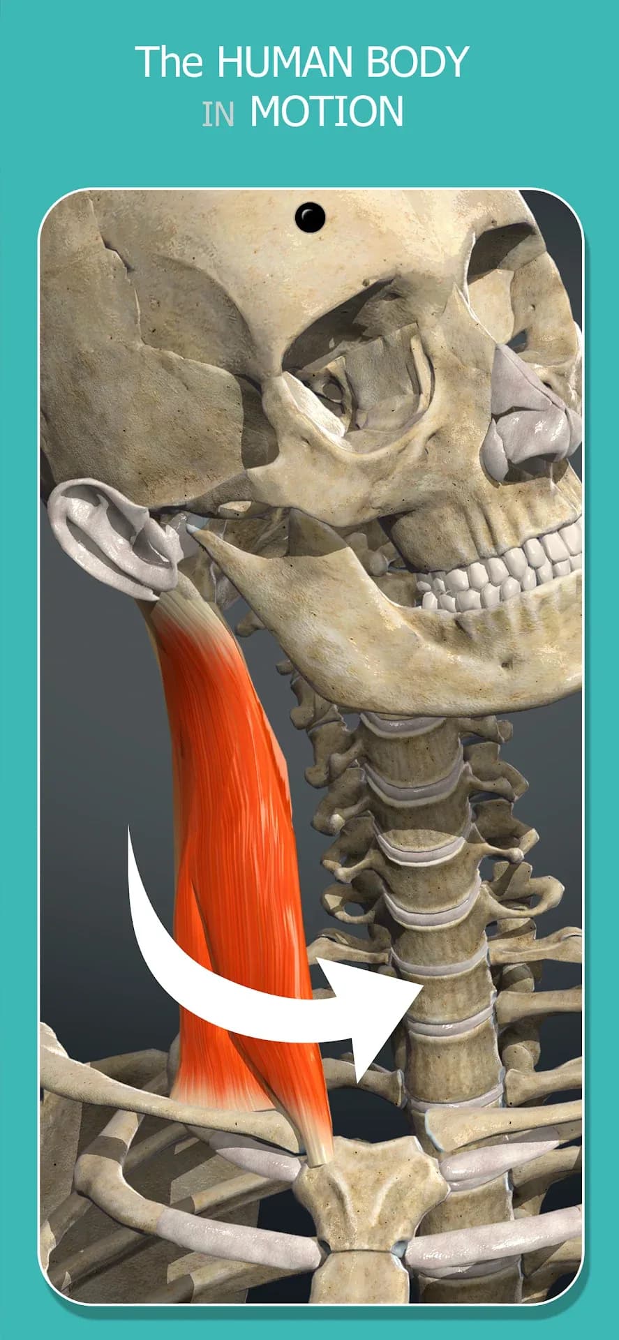 Anatomy Learning مهكر — لقطة شاشة 4