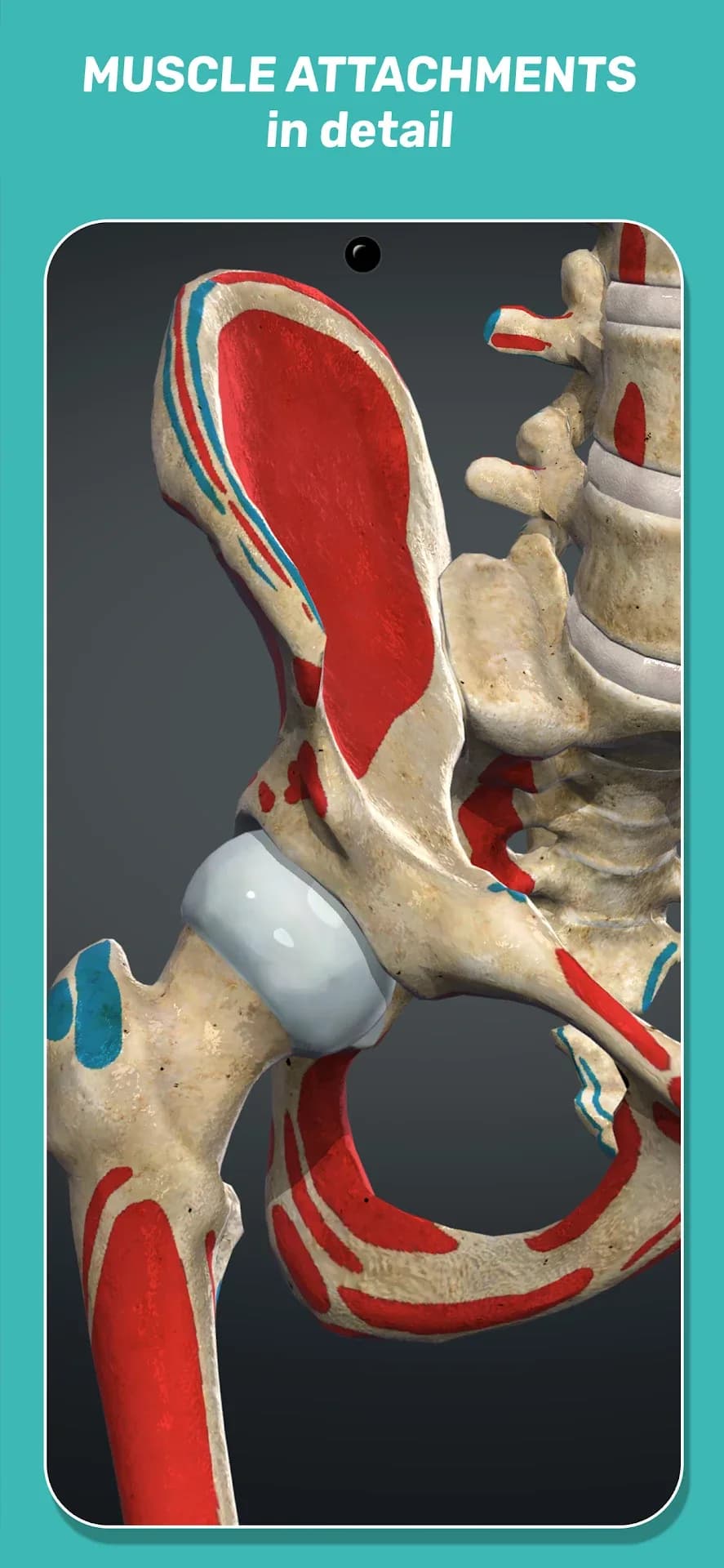 Anatomy Learning مهكر — لقطة شاشة 5