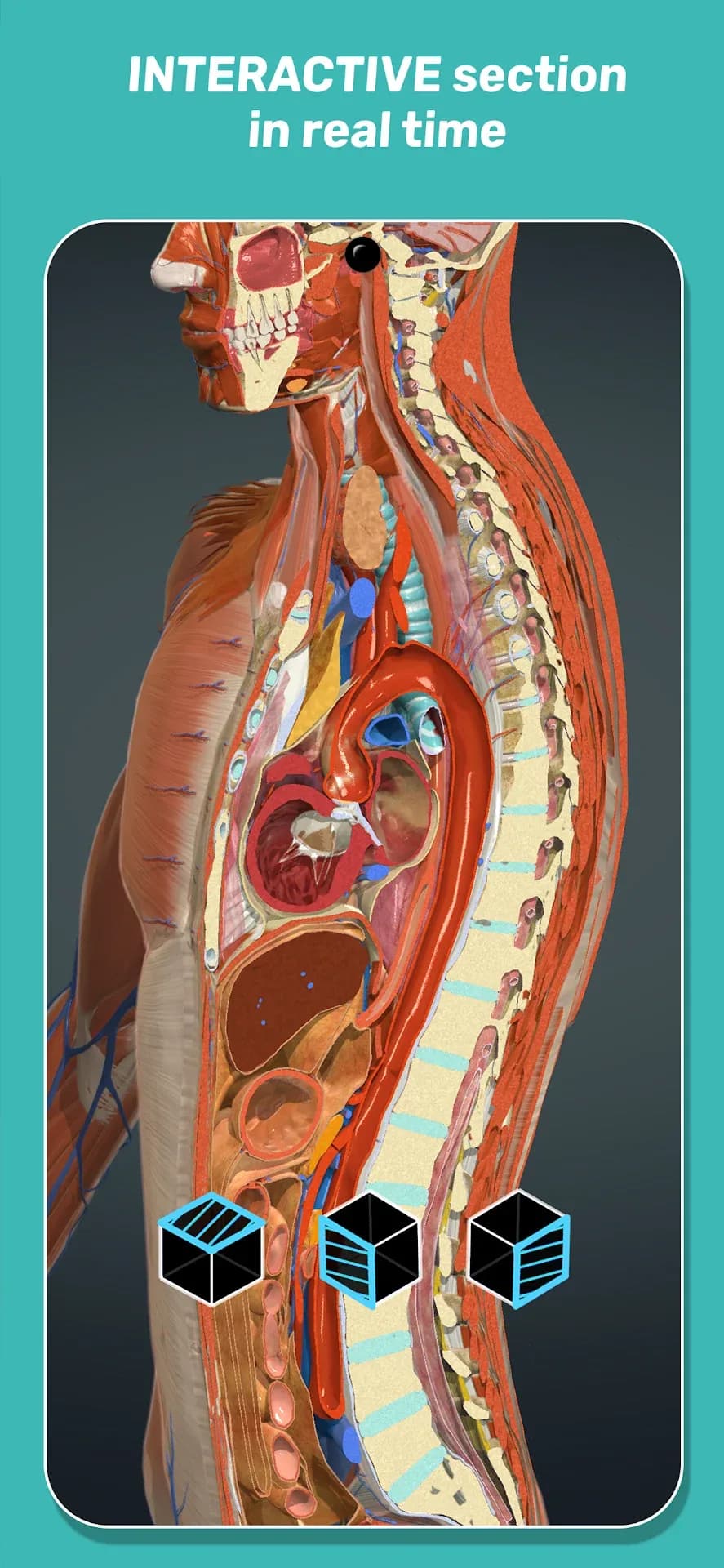 Anatomy Learning مهكر — لقطة شاشة 7