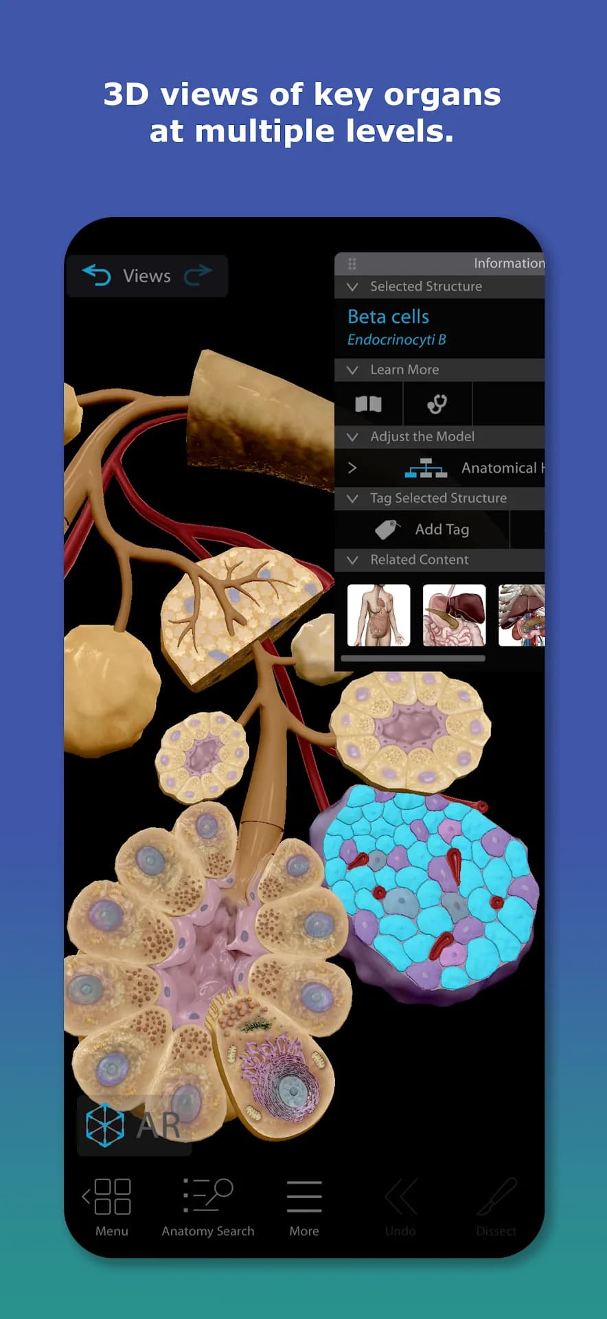 Human Anatomy Atlas مهكر — لقطة شاشة 2