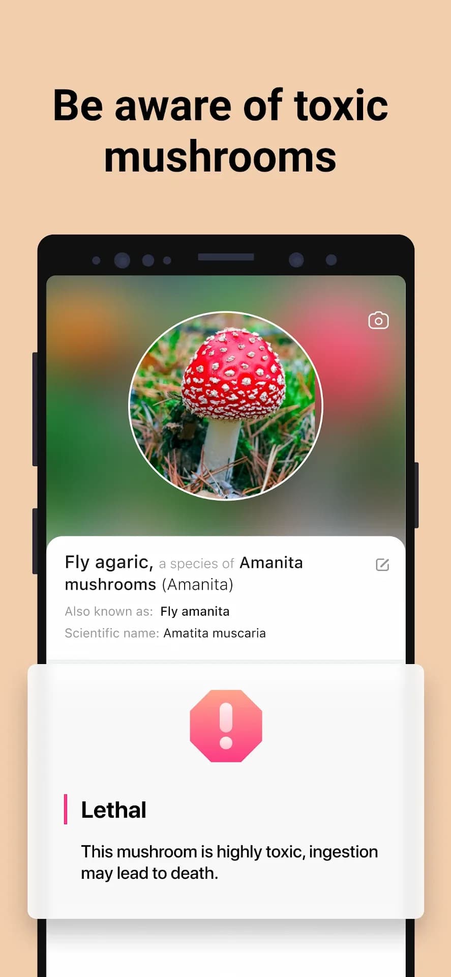 Picture Mushroom مهكر — لقطة شاشة 3