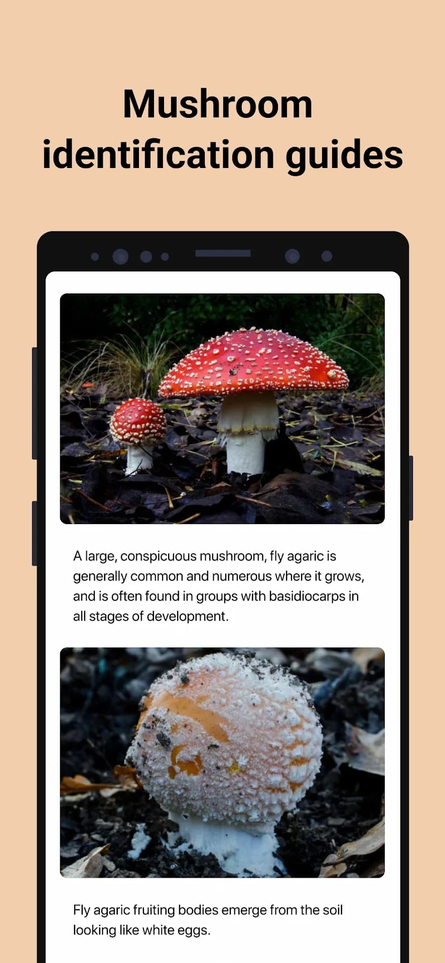 Picture Mushroom مهكر — لقطة شاشة 4