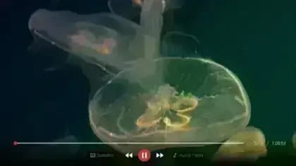 IBO Player مهكر — لقطة شاشة 2