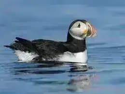 Puffin مهكر