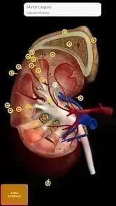 3D Anatomy مهكر — لقطة شاشة 4