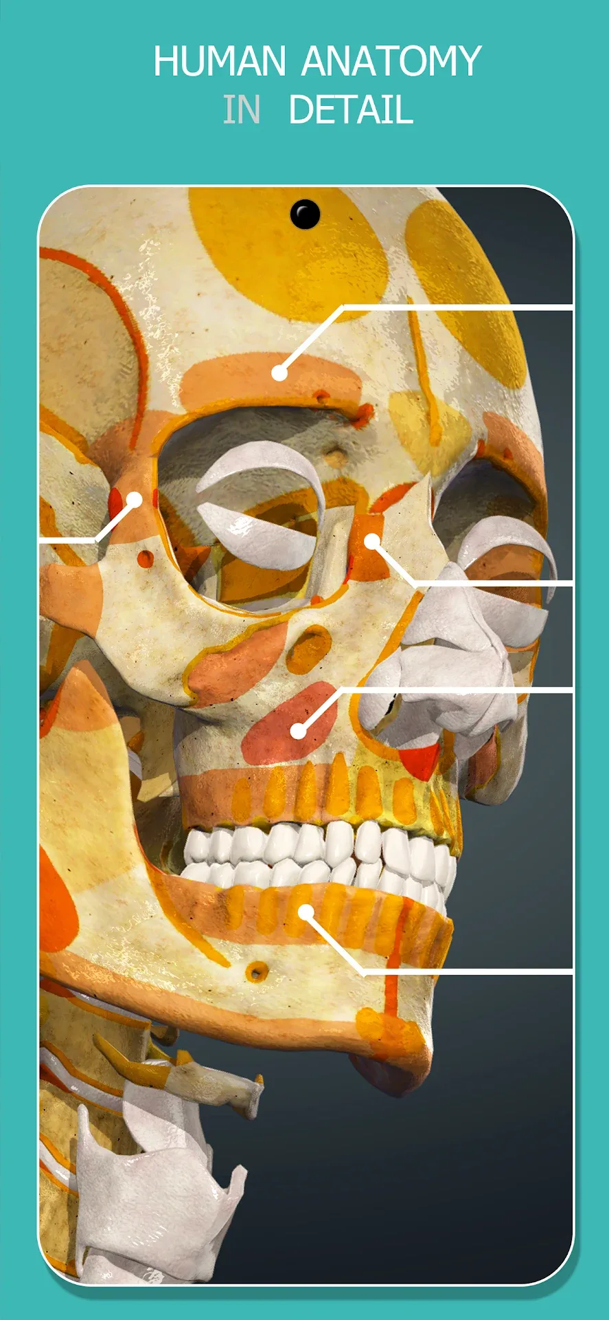 تطبيق Anatomy Learning مهكر مهكر — لقطة 2